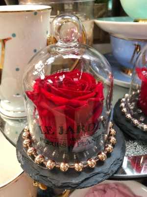 Small Forever Rose Dome