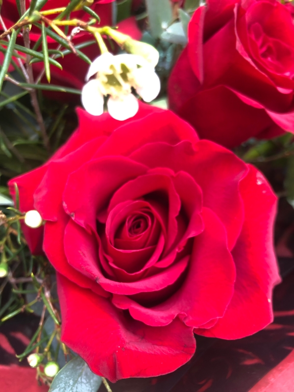 Luxury Velvet Large Headed Red Rose