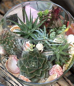 Terrariums & Plants