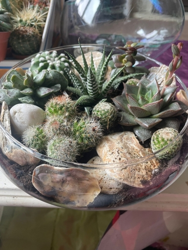 Shell island